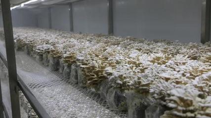 瓜果梨桃加入“果菌王”培養(yǎng)大賽，食用菌研發(fā)迎來(lái)水果味革命？