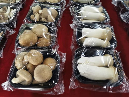 守護(hù)舌尖上的安全 寶山食品生產(chǎn)企業(yè)開展自律互查活動 聚焦食用菌研發(fā)