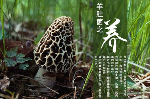 云南春信農(nóng)業(yè) 食用菌種植形勢良好，研發(fā)驅(qū)動未來可期
