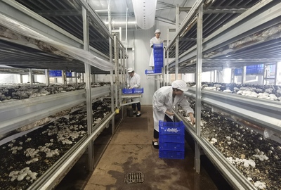 段登云深入調(diào)研食用菌全產(chǎn)業(yè)鏈及研發(fā)項目建設(shè)進(jìn)展